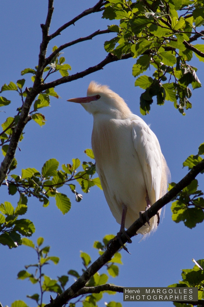 Heron garde- boeuf-02.jpg